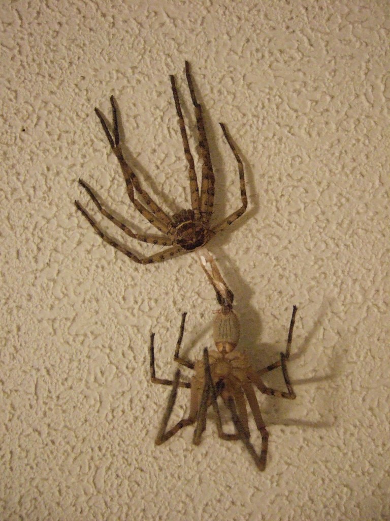 [Double+Spider.JPG]