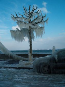 [frozen+tree.jpg]