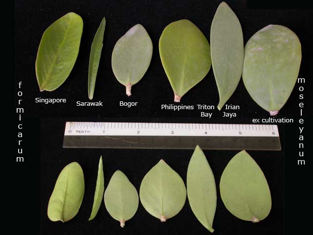 [Hydnophytum_Complex_leaves.jpg]