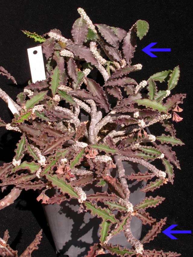 [Euphorbia+ambovombensis_640x853.jpg]