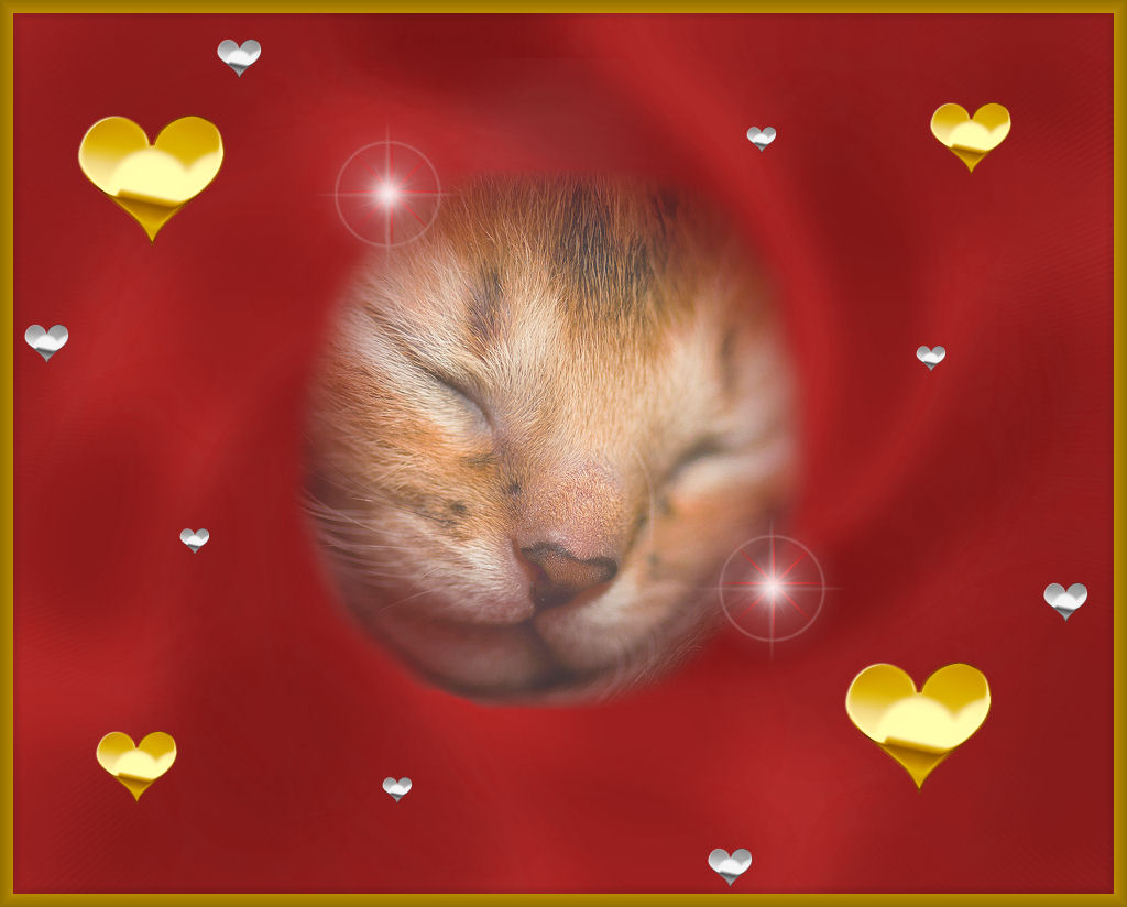 [kitten+on+red+background.jpg]