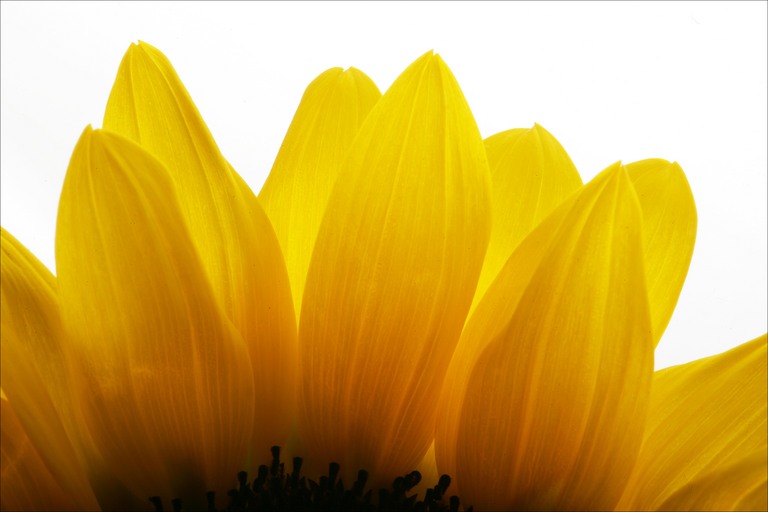 [sunflower-petals.jpg]