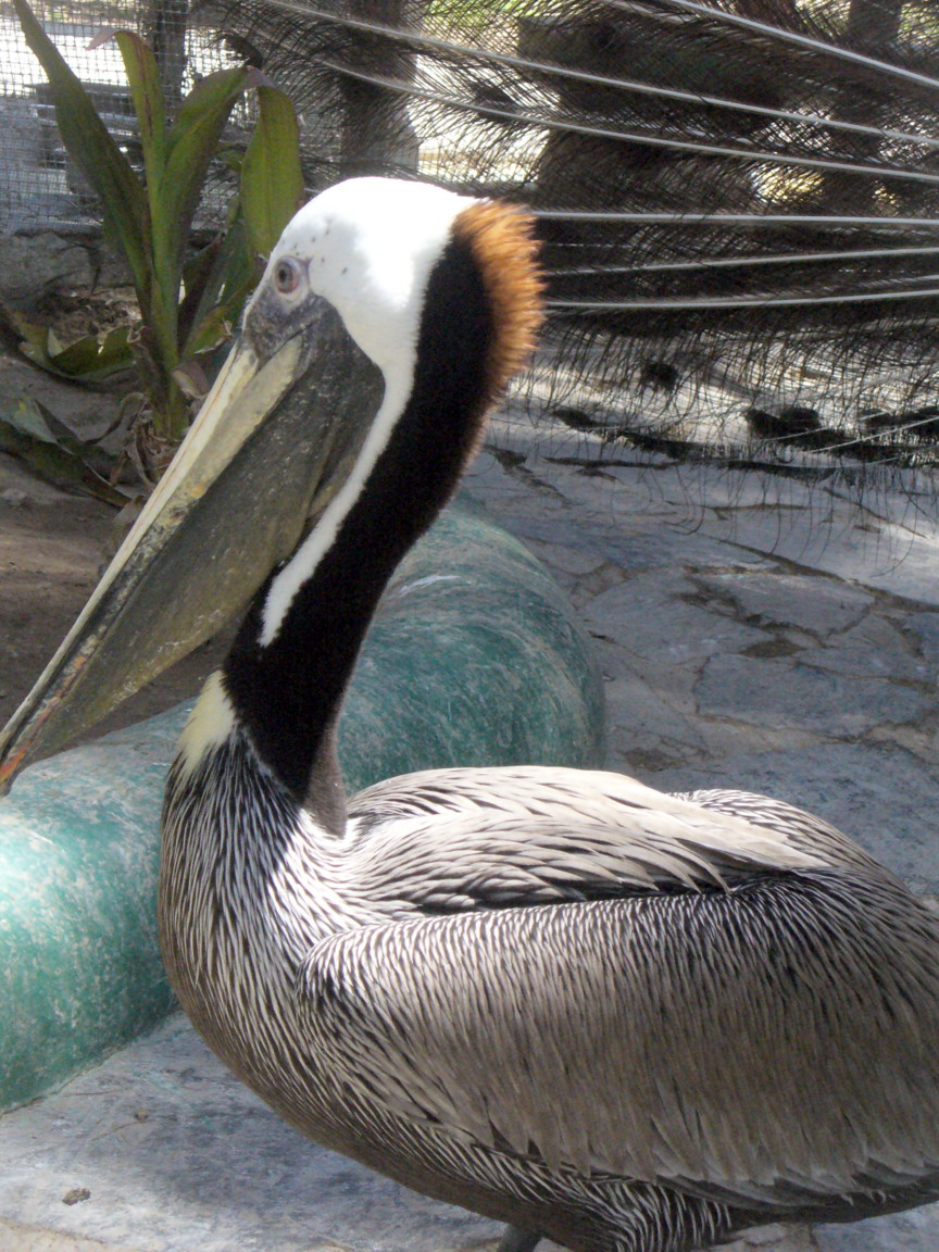 [brown+pelican.JPG]