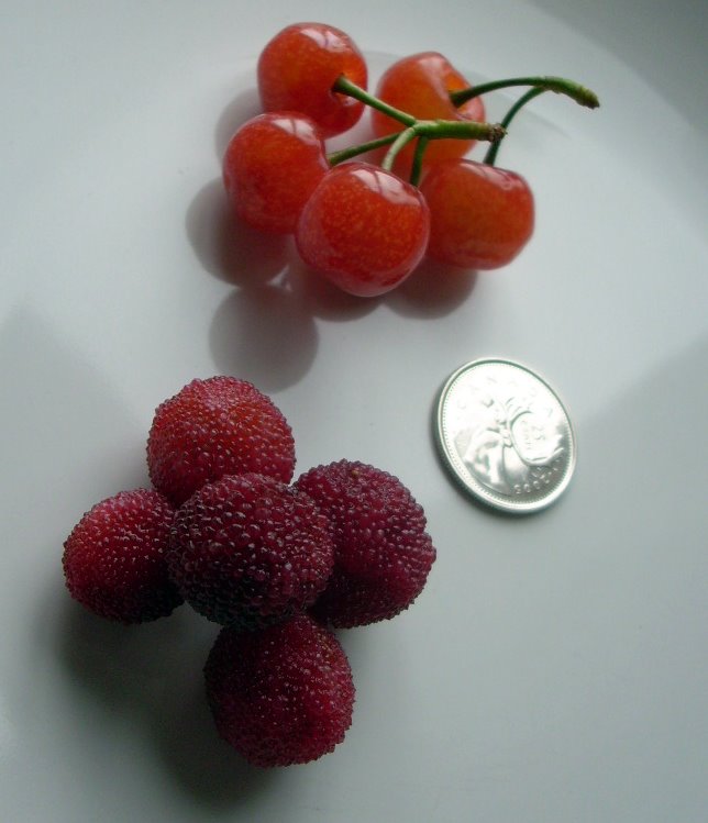 [cherries+and+plums.jpg]