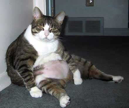 [fat+cat+sitting.jpg]