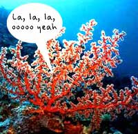 Photo of red coral with a word balloon that says La la la ooooo yeah