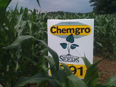 Metal sign in a corn field. Sign reads ChemGro Seeds