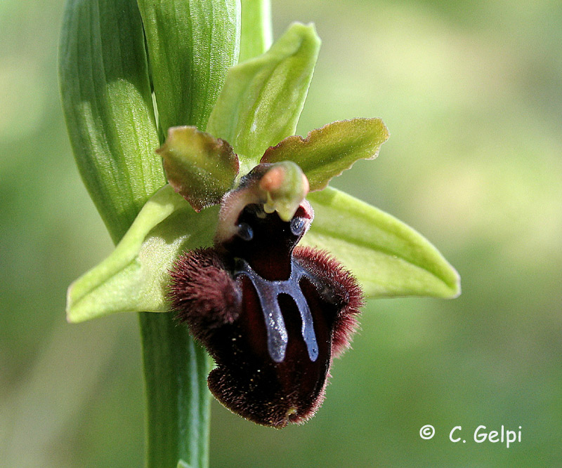 [Ophrys-incubacea-744237.jpg]