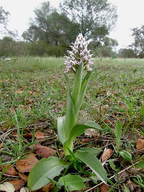 [Orchis-conica-030-776532.jpg]