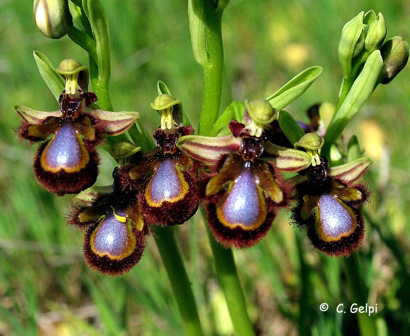 [1-Ophrys-speculum-705509.jpg]
