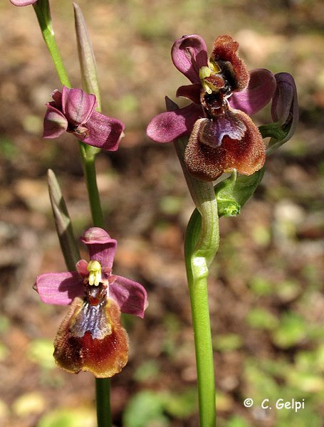 [4-Ophrys+x+heraultii-705726.jpg]