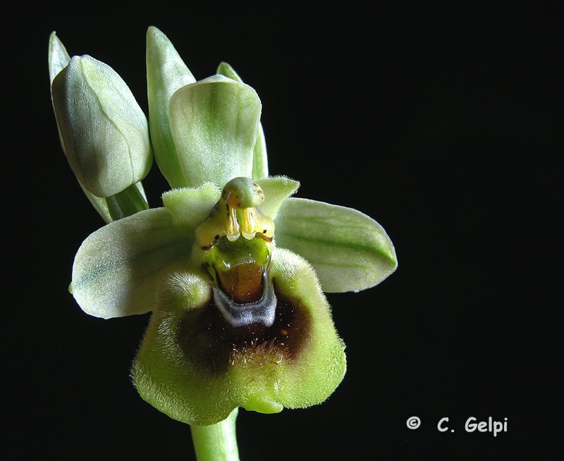 [3-Ophrys+ficalhoana-719252.jpg]