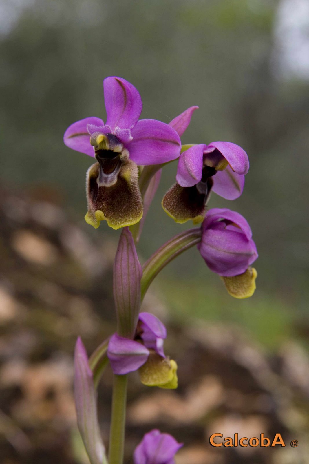 [Ophrys-tenthredinifera4-738973.jpg]