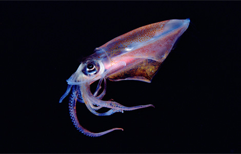 [translucent-squid-newbert-1145416-ga.jpg]