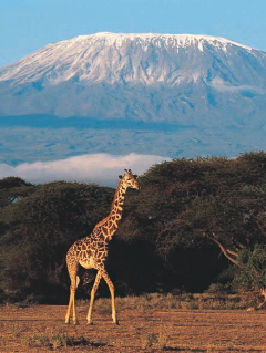 [Kilimanjaro.jpg]