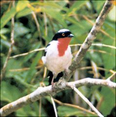 [cherry-throated_tanager.jpg]