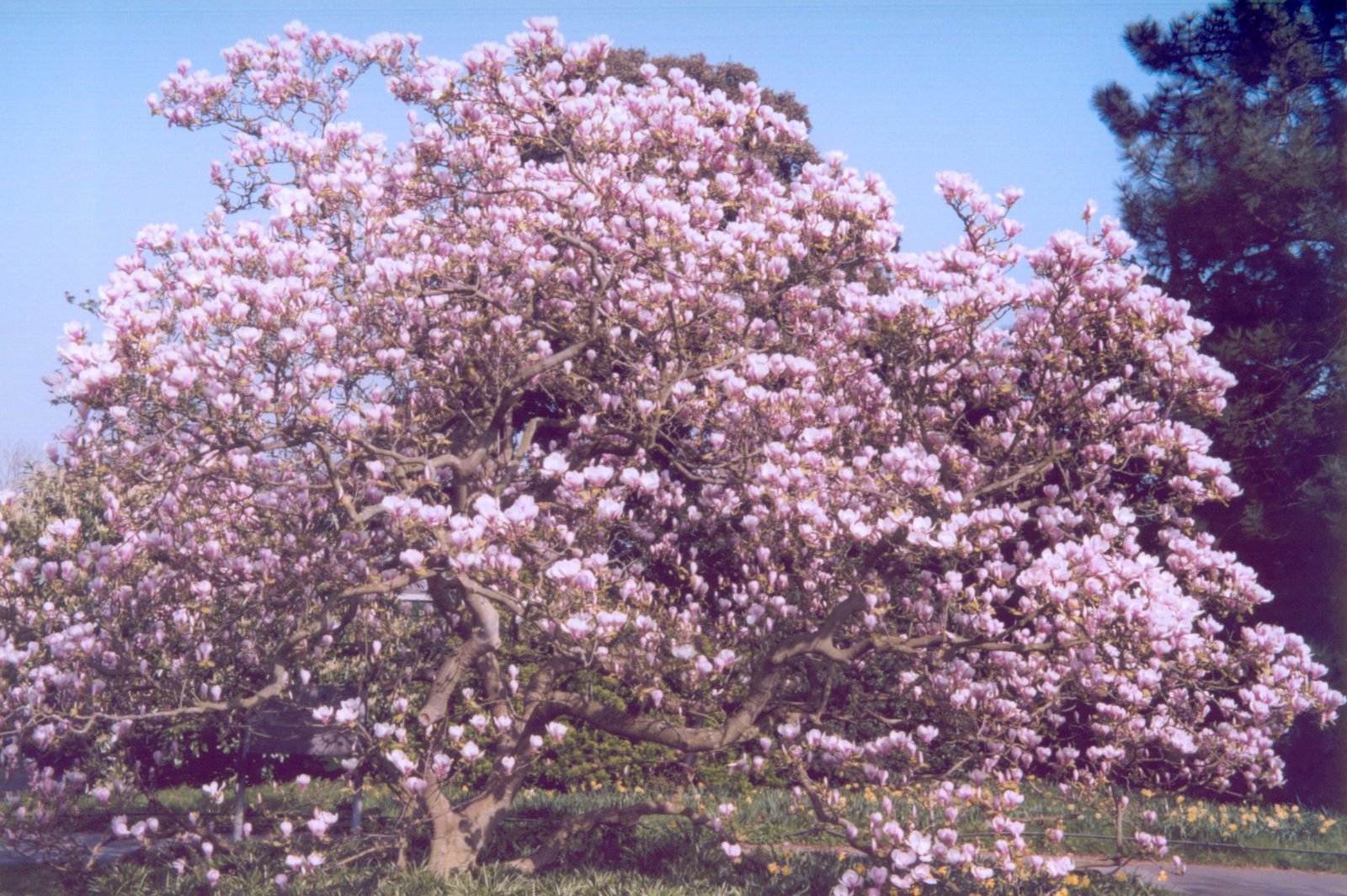 [magnolia4.jpg]