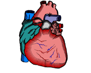 [human+heart.gif]