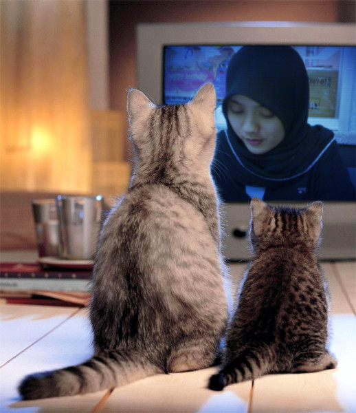 [cats+watching+me+study.jpg]