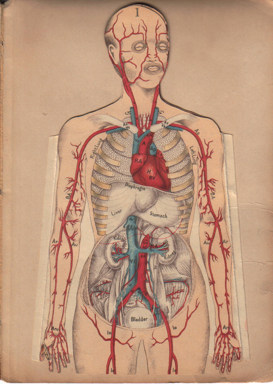 [Anatomy.jpg]
