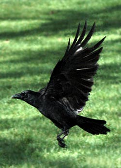 [carrion-crow-in-flight.jpg]