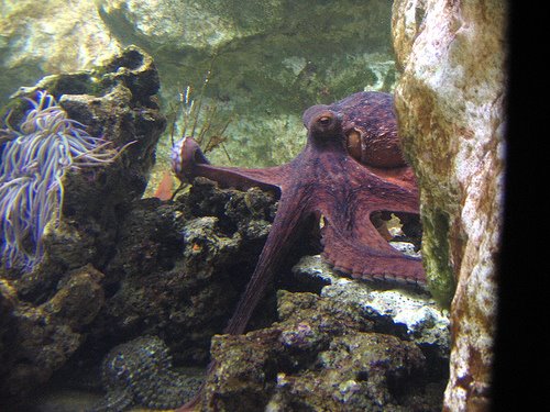 [Lyon-aquarium-female-octopus-care-eggs.jpg]
