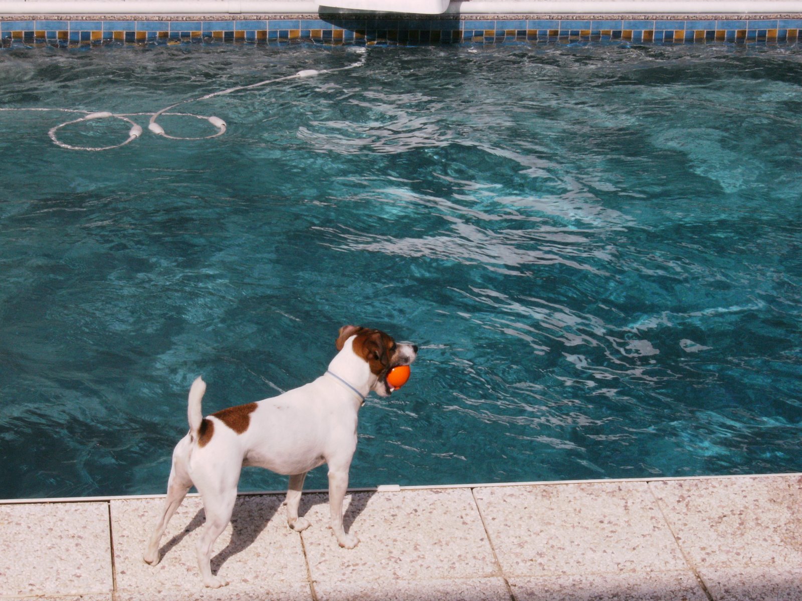 [dog+and+pool+006.jpg]