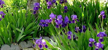 Iris again Spring 2008