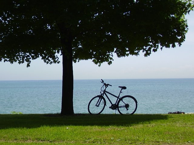 Tree, Lake, Bike