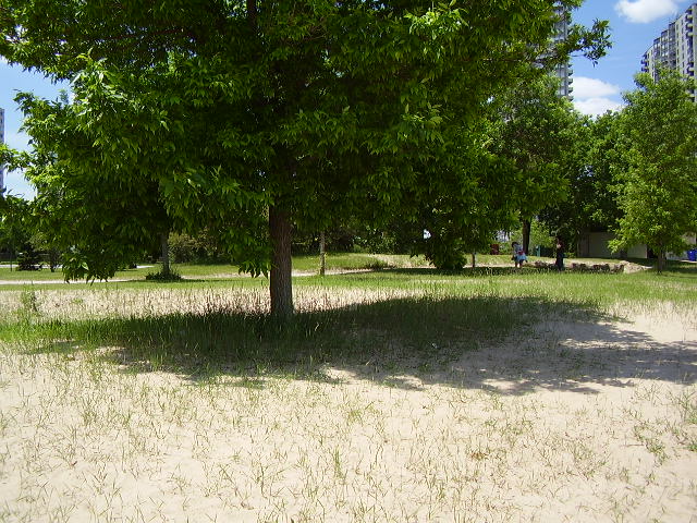 Tree, shadow, sand, grass