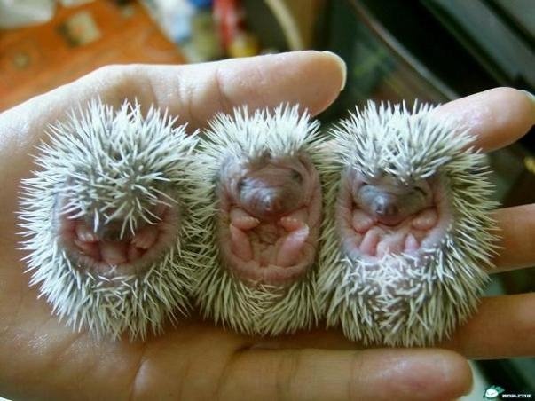 [baby-porcupines.bmp]