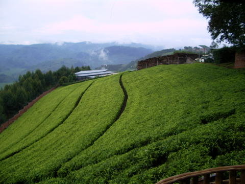 [tea+plantation+near+Nyungwe.jpg]