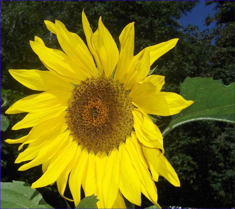 [sunflowercolor.jpg]