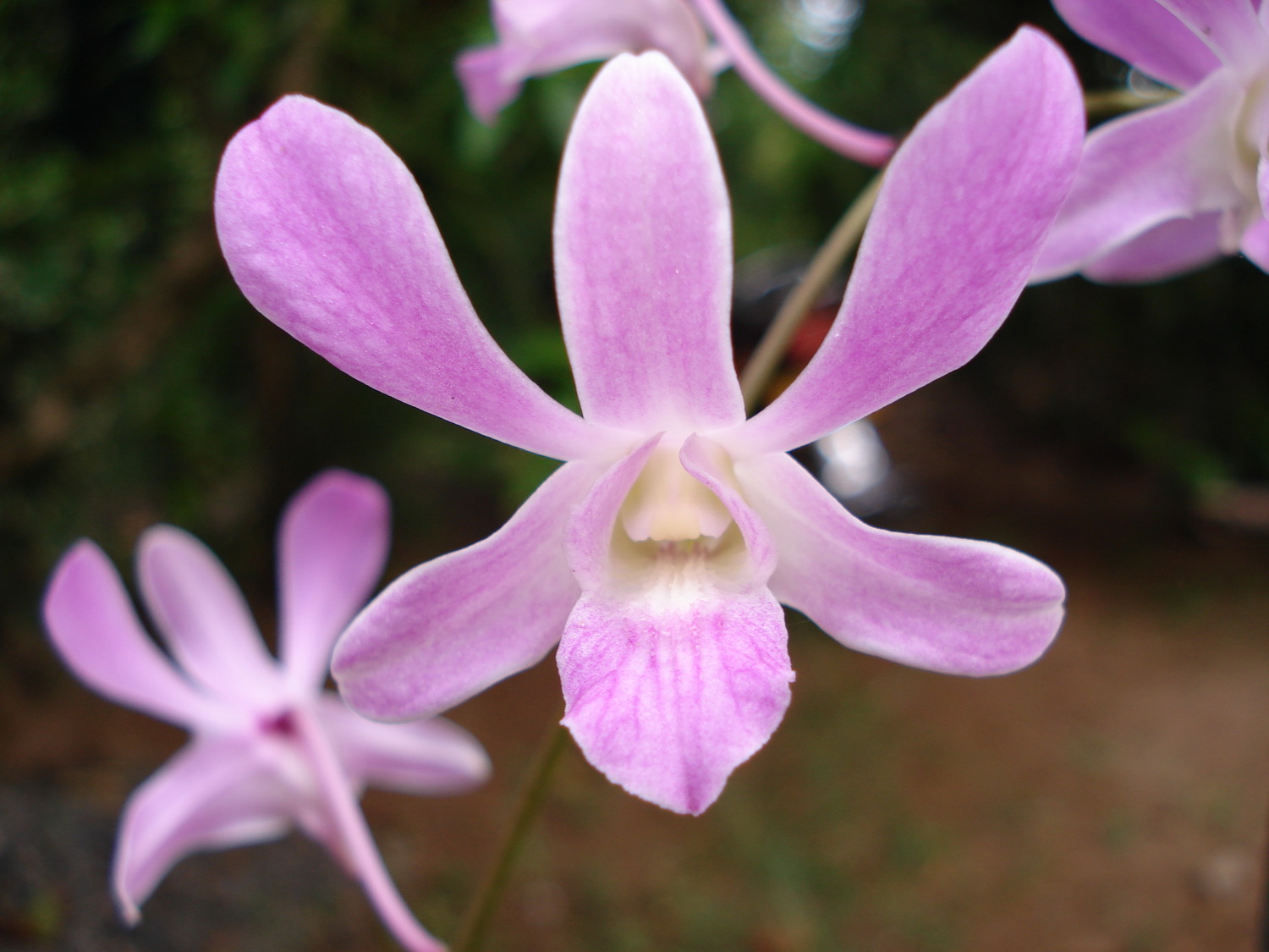 [Orchid1.jpg]