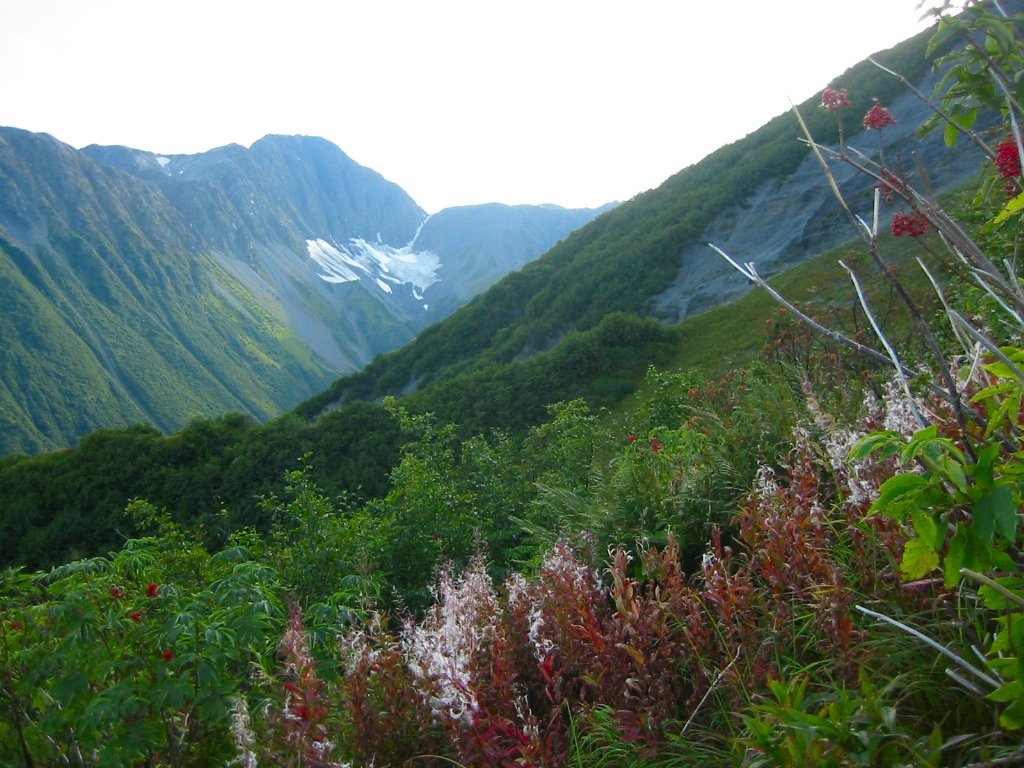 [072_cirque_glacier_valley_berries_and_fireweed.jpg]
