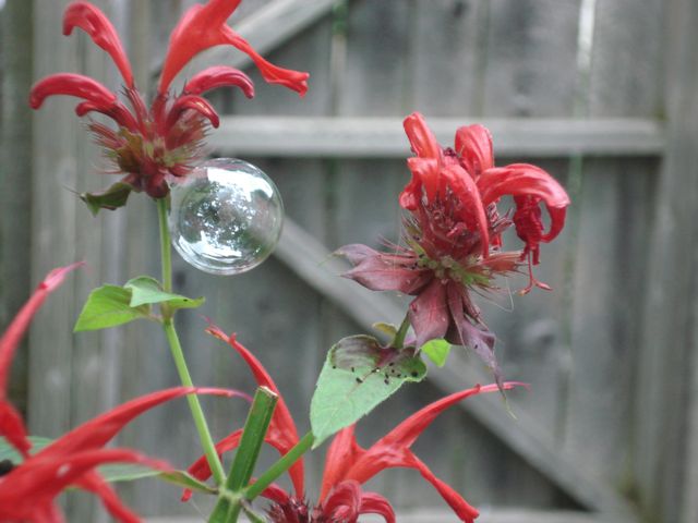 [bubble+stuck+to+flower.jpg]