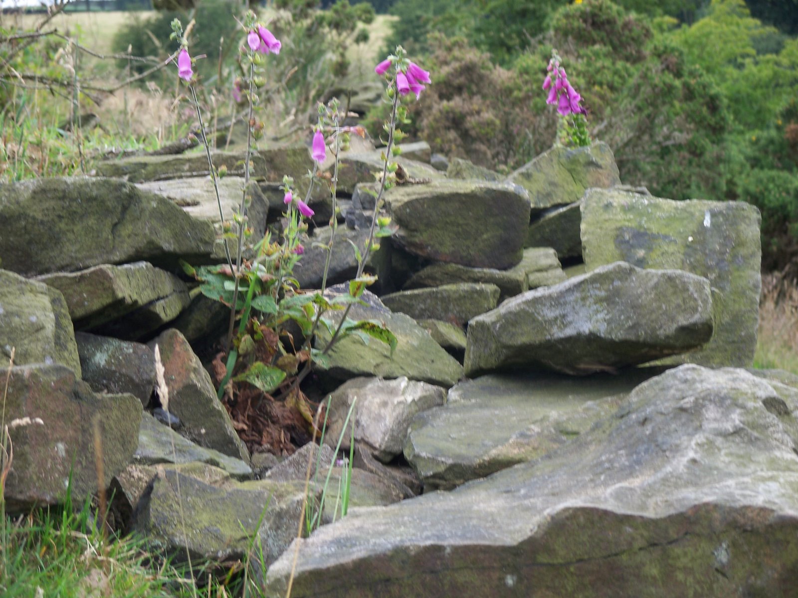 [flowers+and+rocks-+a+complexity+and+simplicity.jpg]