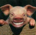 [Pig+Smiling.jpeg]