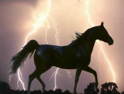 [lightninghorse.jpg]