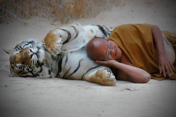 [monk-and-tiger.jpg]