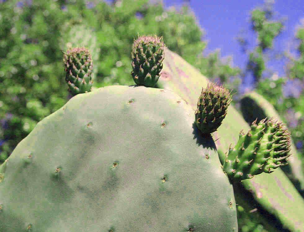 [Carlos+cactus.jpg]