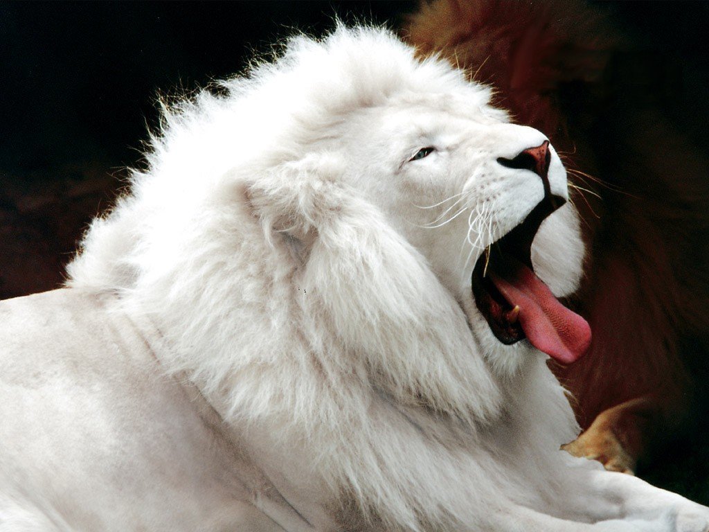 [White+Lion.bmp]