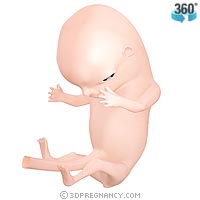 [11-weeks-pregnant.jpg]