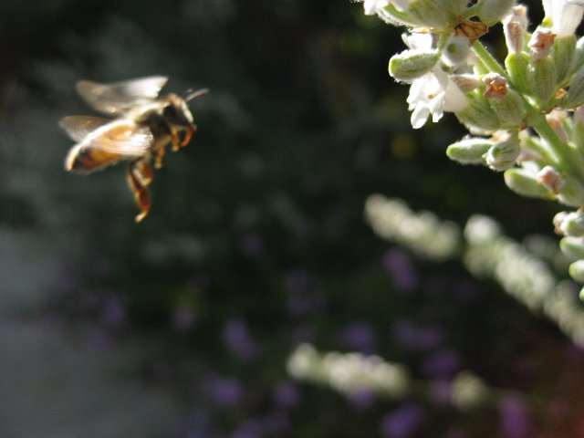 [Flying+Bee.jpg]
