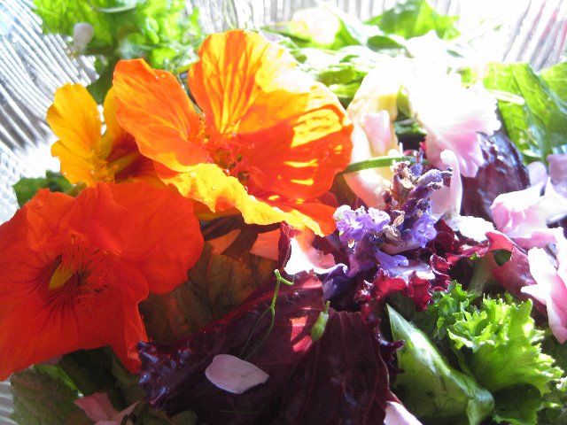 [Edible+Flower+Salad+with+Nasturtiums.jpg]