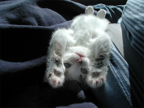 [kitten-upside-down-cu.jpg]