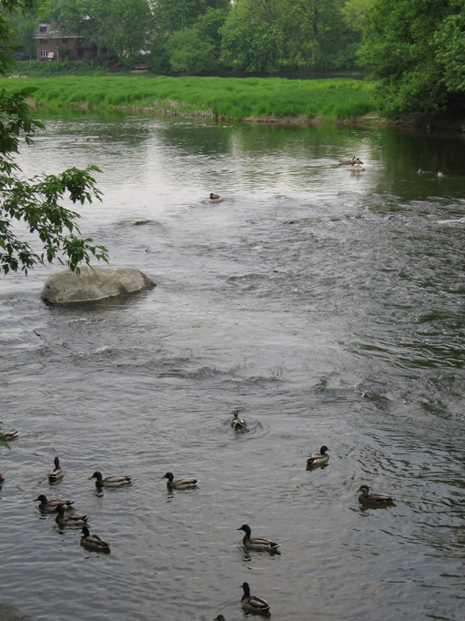 [Rideau+River+Ducks.jpg]