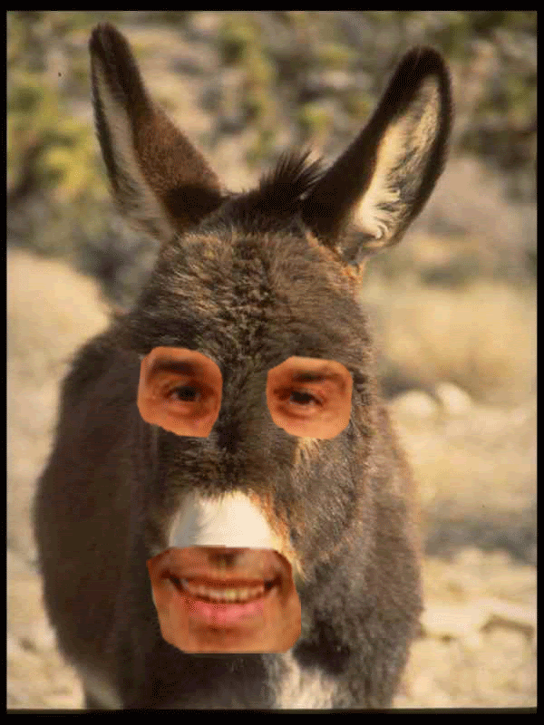 [burro.gif]