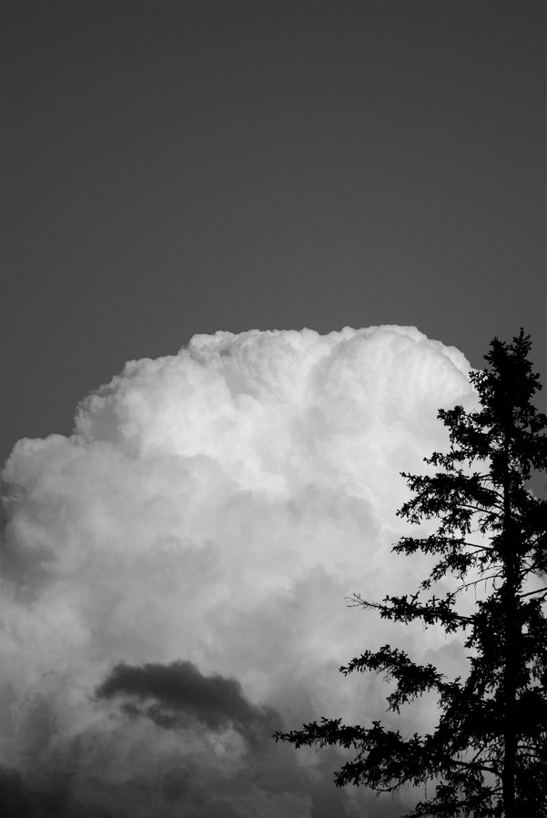 [cloud:tree.jpg]