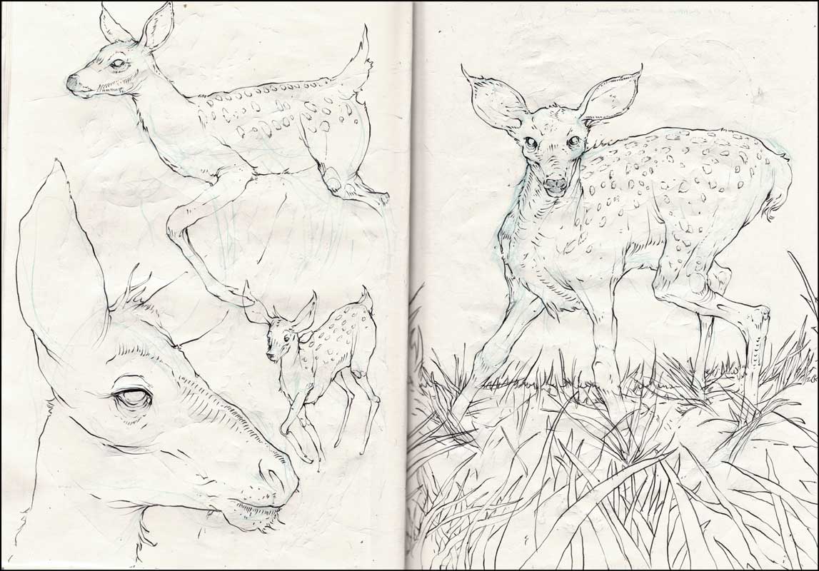 [deerSketches.jpg]